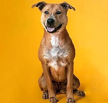 Photo of Biscuit III (New Digs)