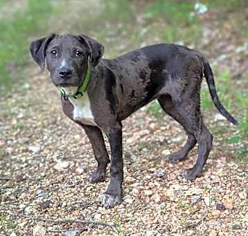 Photo of Josie