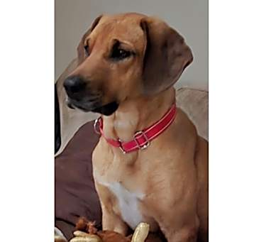 Photo of Daisy