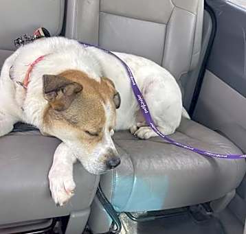 Photo of Buster
