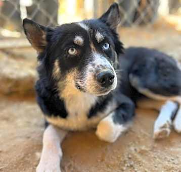Photo of Cheyenne