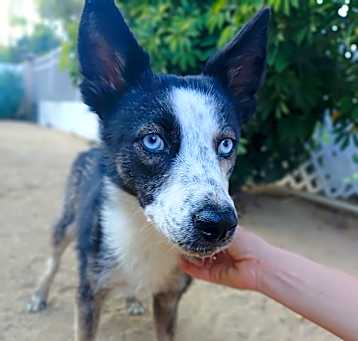 Photo of Shadow