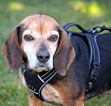 Photo of Dixie