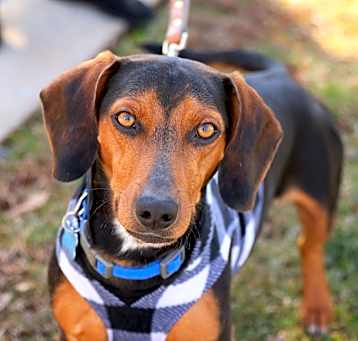 Photo of Buddy