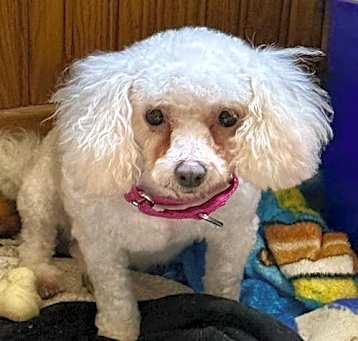 Photo of Libby
