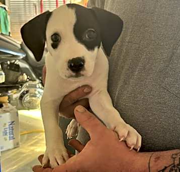 Photo of Puppies