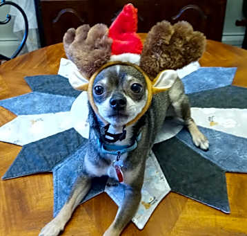 Photo of Brownie