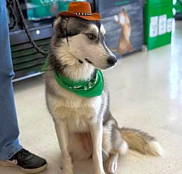 Photo of Bingo **Foster Needed**