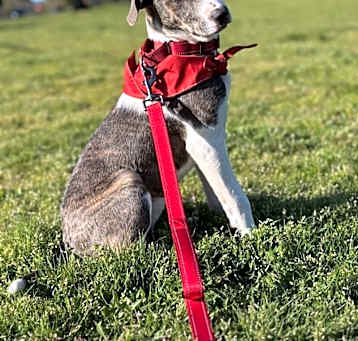 Photo of Winky  Sweetheart