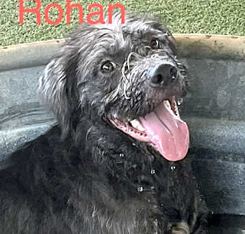 Photo of Rohan