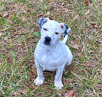 Photo of Domino