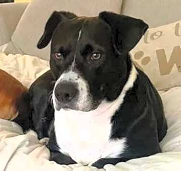 Photo of Shadow