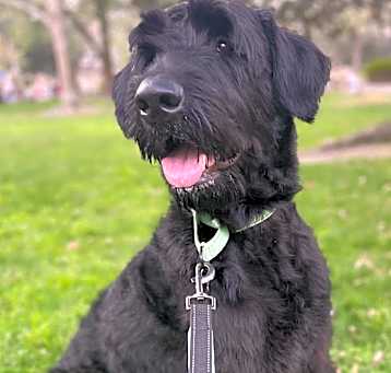 Photo of Sir Jet Black 
