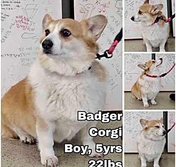 Photo of Badger from Korea