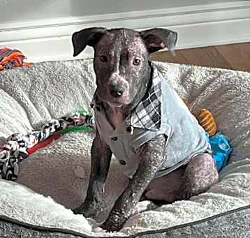 Photo of Sparrow - Adoption Pending!