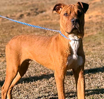 Photo of Opie
