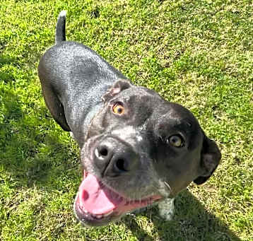Photo of Roscoe