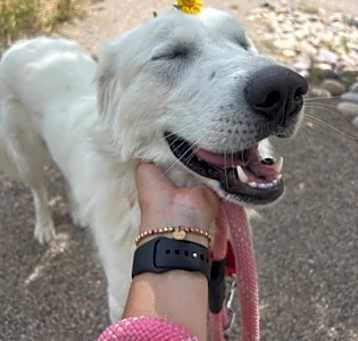 Photo of Nala