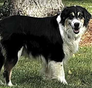 Photo of Fluffy