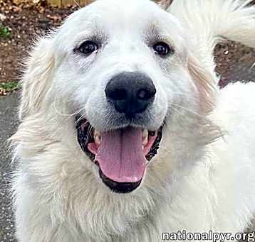 Photo of Goobles in CT - Goofy & Playful Boy!