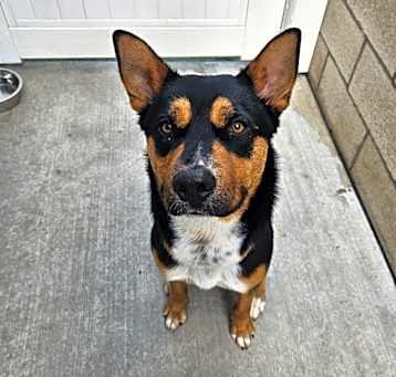 Photo of Oscar (Yoshi) LA Fire Dog