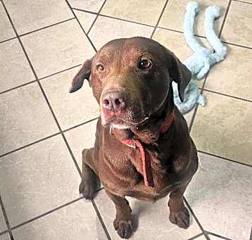 Photo of HERSHEY