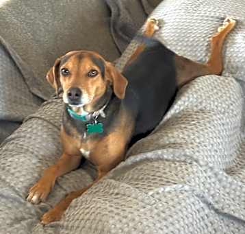 Photo of Bailey