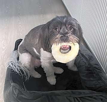 Photo of Gypsy