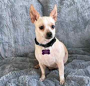 Photo of Belle