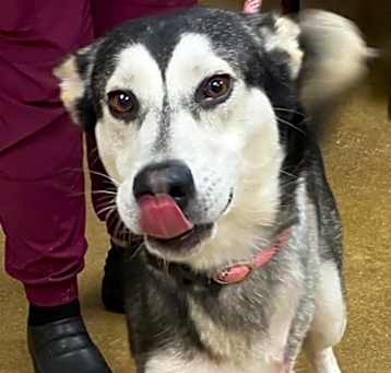 Photo of Nanook (formerly Vaughn)