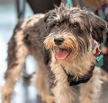 Photo of Bo