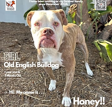 Photo of Honey