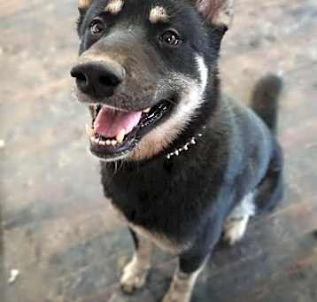 Photo of Balto