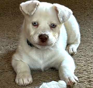 Photo of Prancer