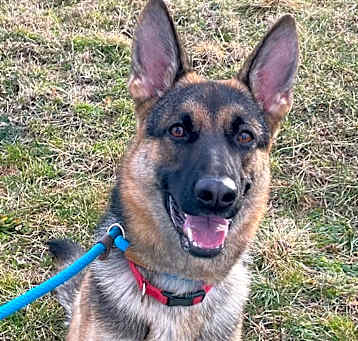 Photo of Sheba