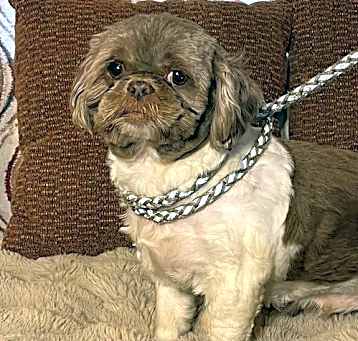 Photo of SKITTLES/  ADOPTED