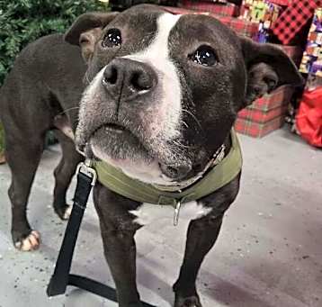 Photo of Hudson