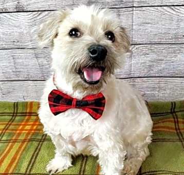 Photo of Miles - Needs Experienced and Patient Adopter