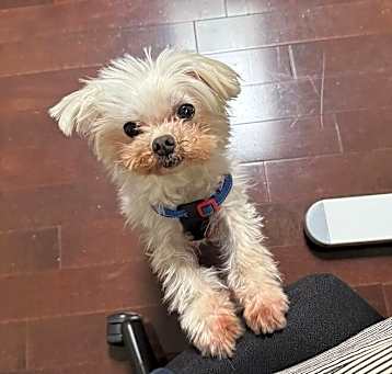 Photo of Henry
