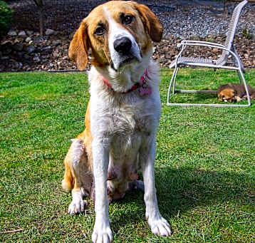 Photo of Willow - Adoption Pending