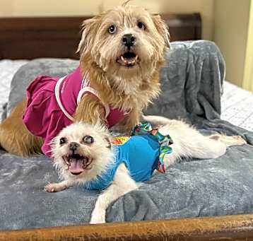 Photo of Misty & Lulu