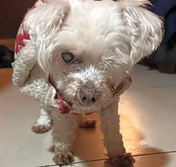 Photo of Madona