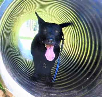 Photo of Louie
