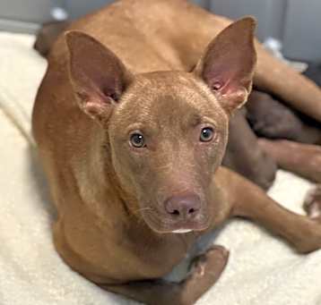Photo of Precious Jewel 0952