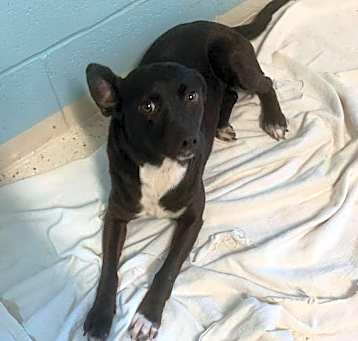 Photo of Shellie 5909