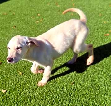 Photo of Remy 0386