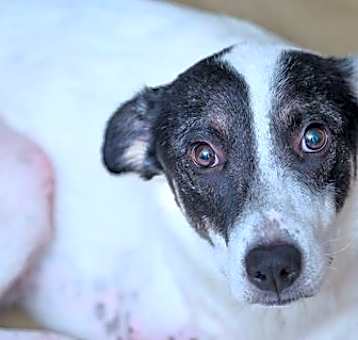 Photo of Nakoa (3-legs)
