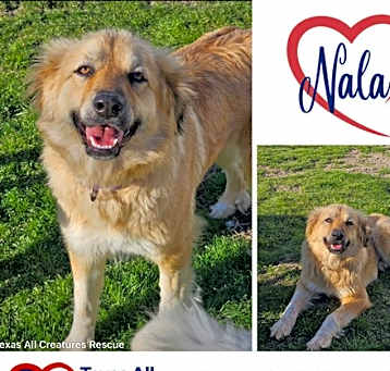 Photo of Nala and Opal