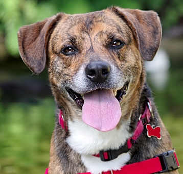 Photo of Pickle