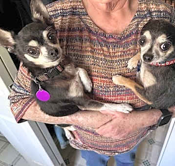 Photo of Tiny Taco